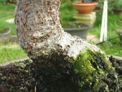 Cork oak bark