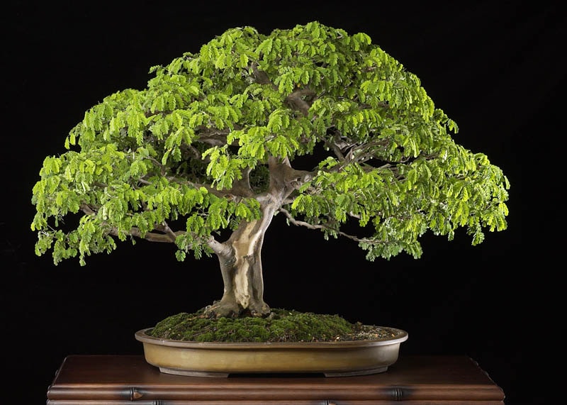 Pithecellobium tortum Bonsai