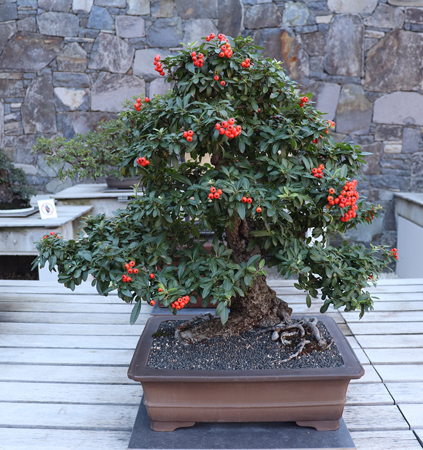 AUma árvore de bonsai de Pyracantha