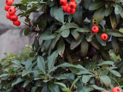 Bonsai de Piracanta (Pyracantha)