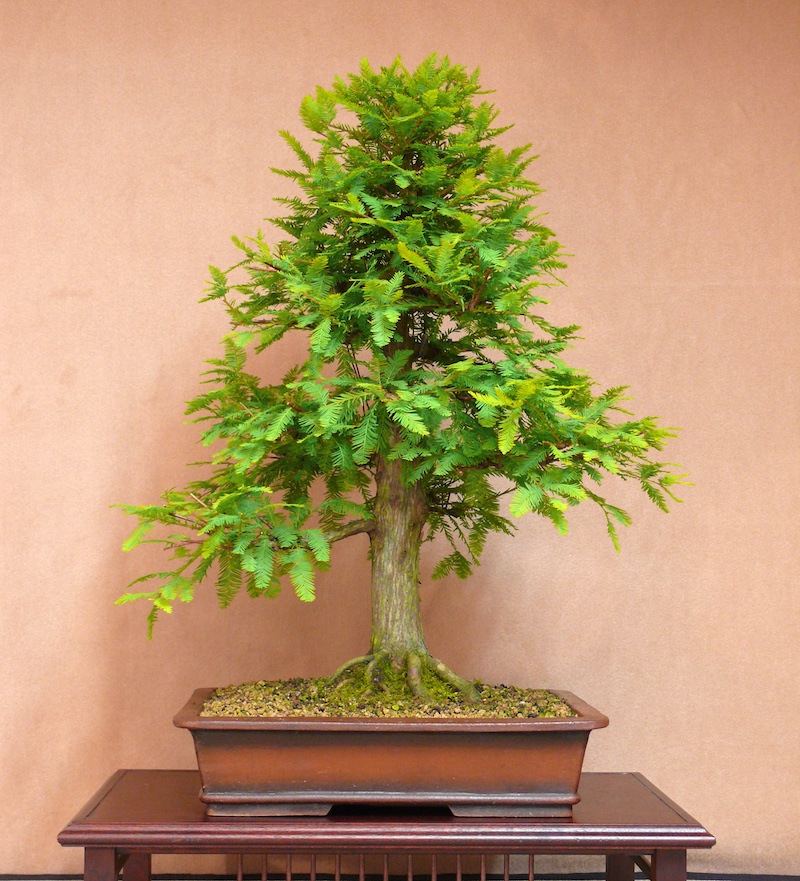 Bald Cypress Bonsai