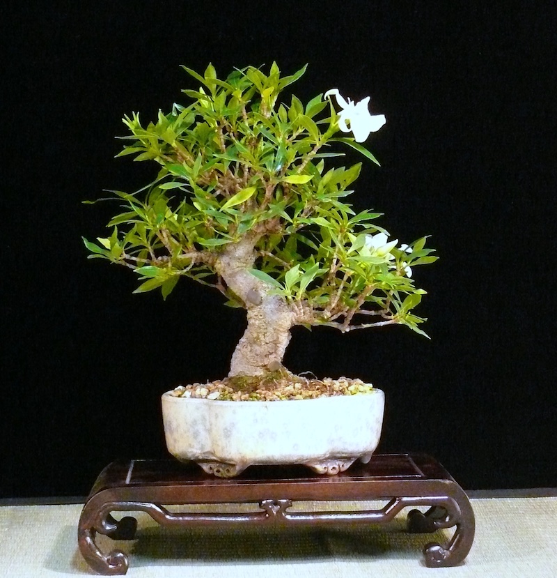 Jasmim anão (Gardênia) - Bonsai Empire