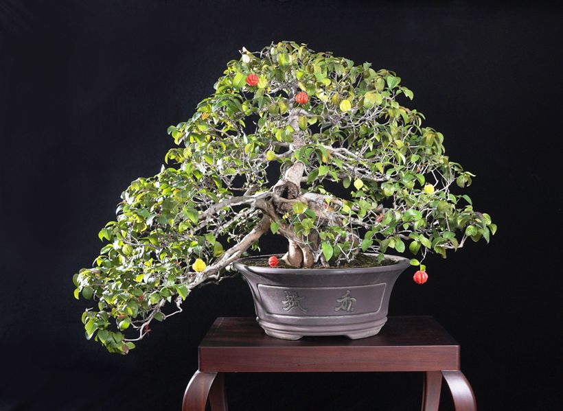 Bonsai de Pitanga