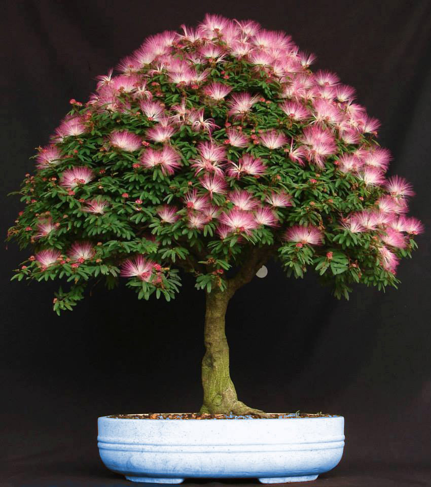 Bonsai de Calliandra