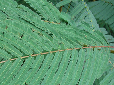 Calliandra