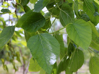 Amoreira (Morus nigra) bonsai