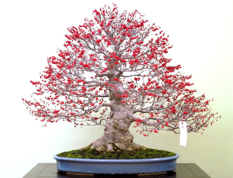 Japanese Winterberry Bonsai