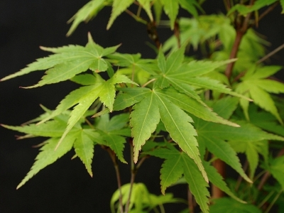 Acer palmatum Bonsai