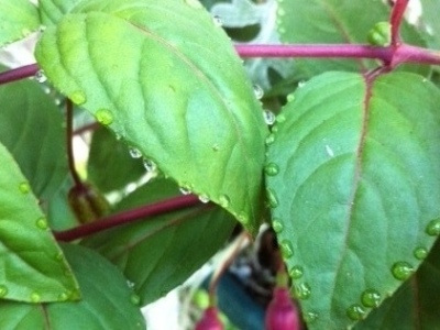 Fuchsia Bonsai