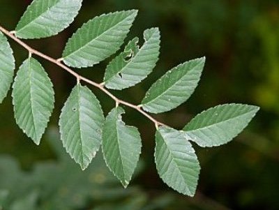 Ulmus parvifolia Bonsai