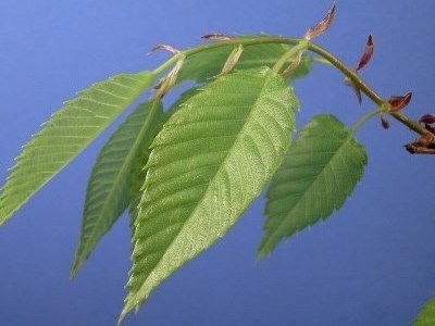 Bonsai de Zelkova (olmo japonês)