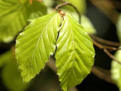 Fagus sylvatica Bonsai