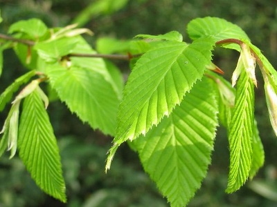 Carpinus betula