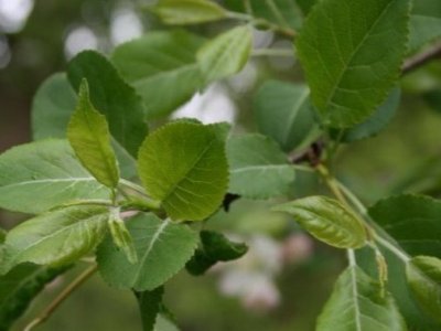 Malus Bonsai