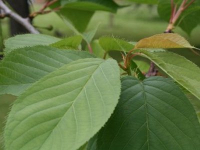 Hornbeam and Beech