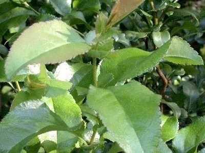 Chaenomeles japonica, Chaenomeles speciosa, Chaenomeles lagenaria Bonsai