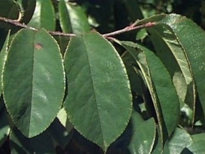 Pseudocydonia sinensis Bonsai