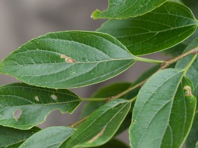 Celtis Bonsai