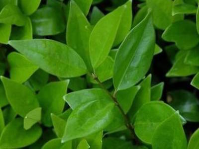 Ligustrum Bonsai