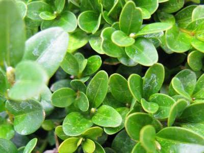 Buxus sempervirens Bonsai