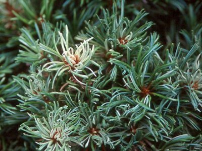 Pinus parviflora Bonsai