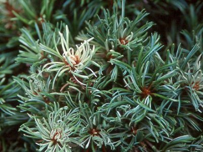 Bonsai de Pinheiro (Pinus)