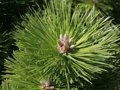 Pinus thunbergii Bonsai