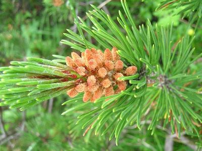 Pinus mugo Bonsai