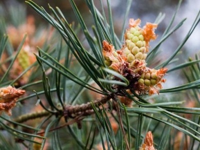 Pinus sylvestris Bonsai