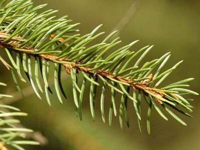 Picea abies Bonsai