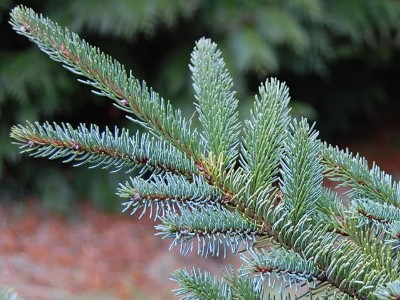 Picea jezoensis Bonsai