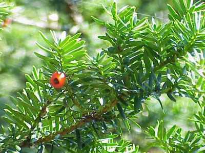 Taxus cuspidata Bonsai