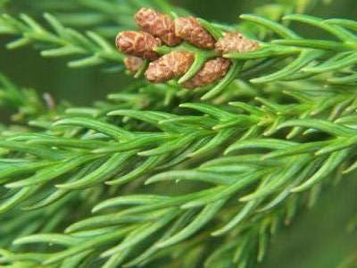 Cryptomeria japonica Bonsai