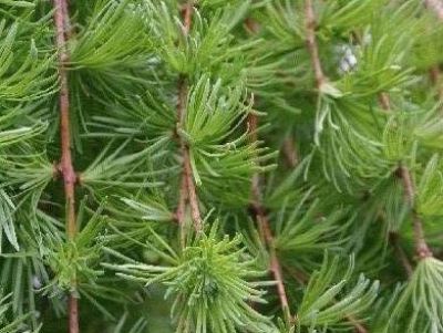 Larix kaempferi Bonsai