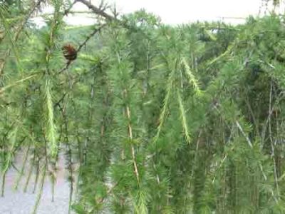 Larix eurolepis Bonsai