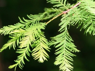 Taxodium distichum Bonsai