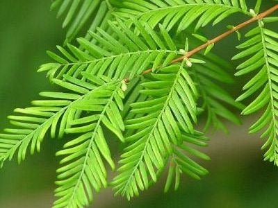 Metasequoia glybtostroboides Bonsai