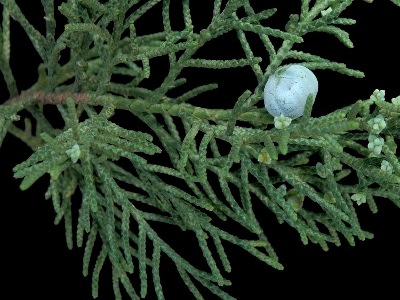 Juniperus chinensis Bonsai