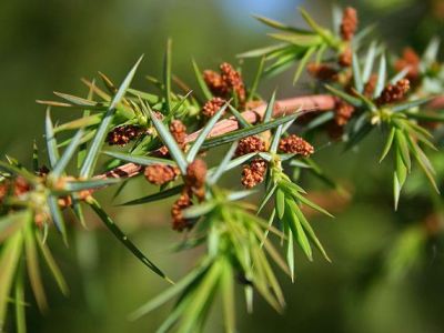 Juniperus communis Bonsai