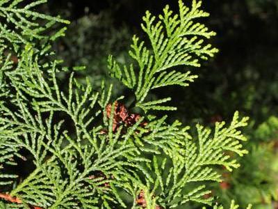 Chamaecyparis obtusa Bonsai