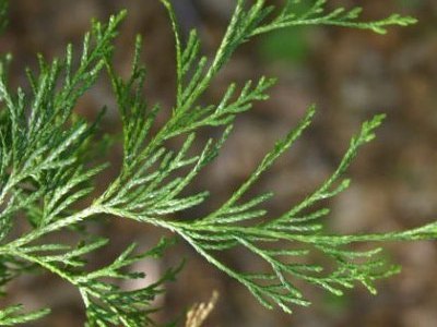 Chamaecyparis pisifera Bonsai