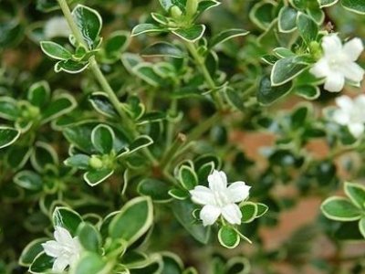 Serissa foetida Bonsai