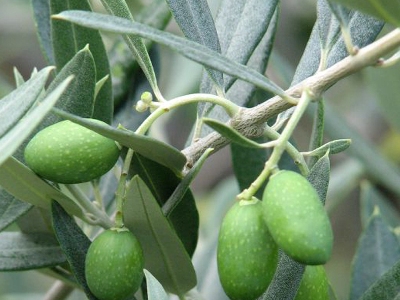 Bonsai de Oliveira