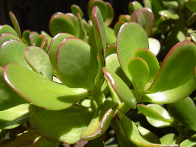 Crassula Bonsai