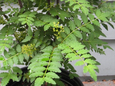 Xanthoxylum piperitum Bonsai