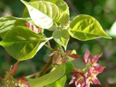 Bougainvillea glabra Bonsai