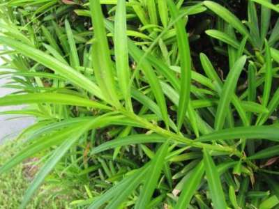 Podocarpus macrophyllus Bonsai
