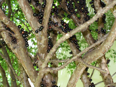 Jabuticaba bonsai