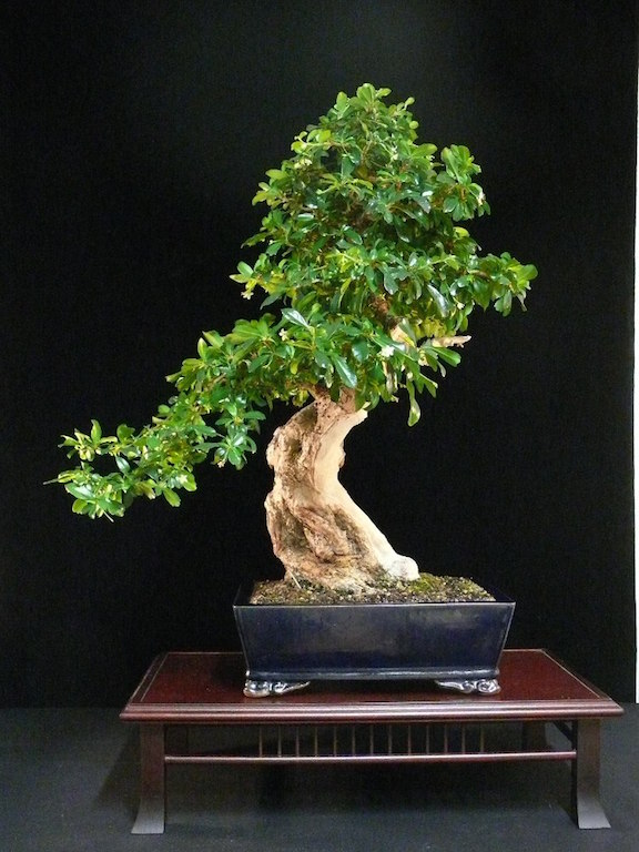 Bonsai de Chá de Fukien