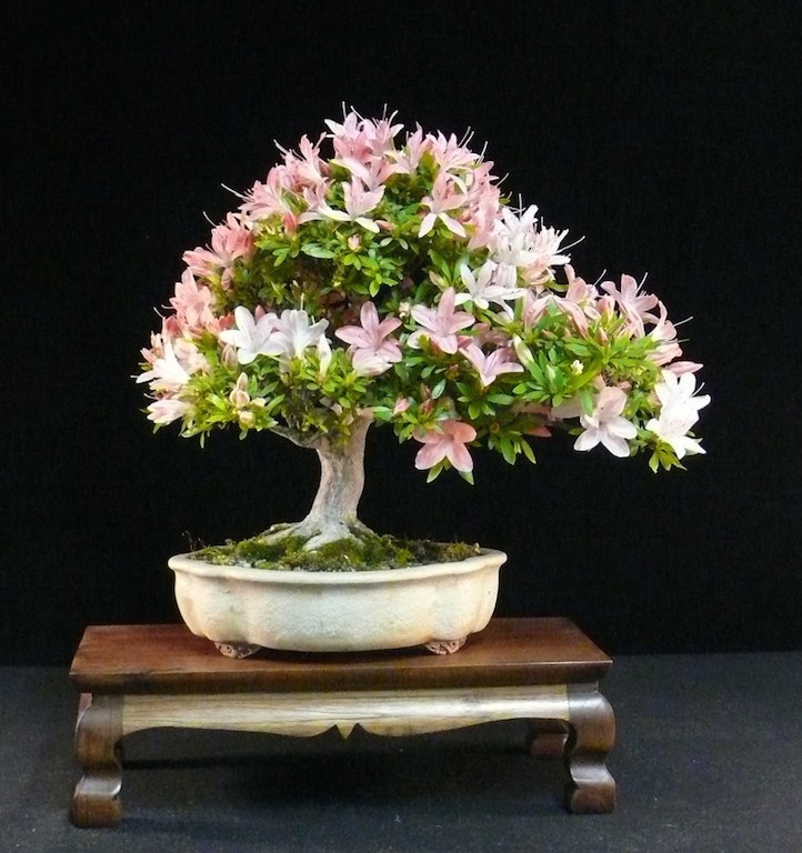 Azaleia (Rhododendron) - Bonsai Empire